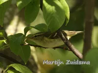 Bladkoning [Phylloscopus inornatus]